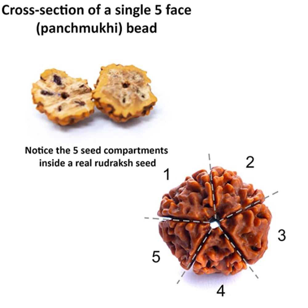 Japamala Rudraksha · 108 Cuentas
